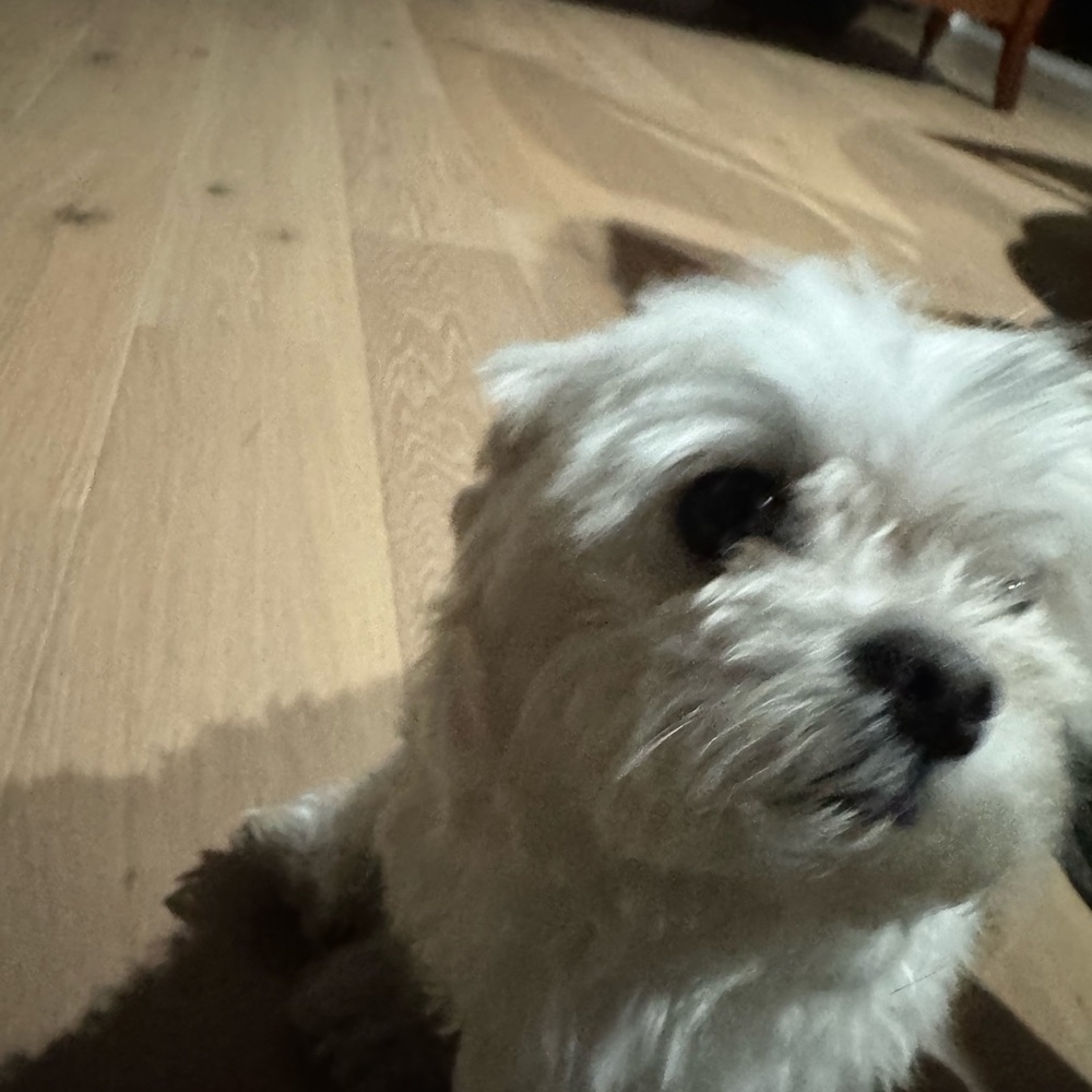 Meet your Posher, Simon